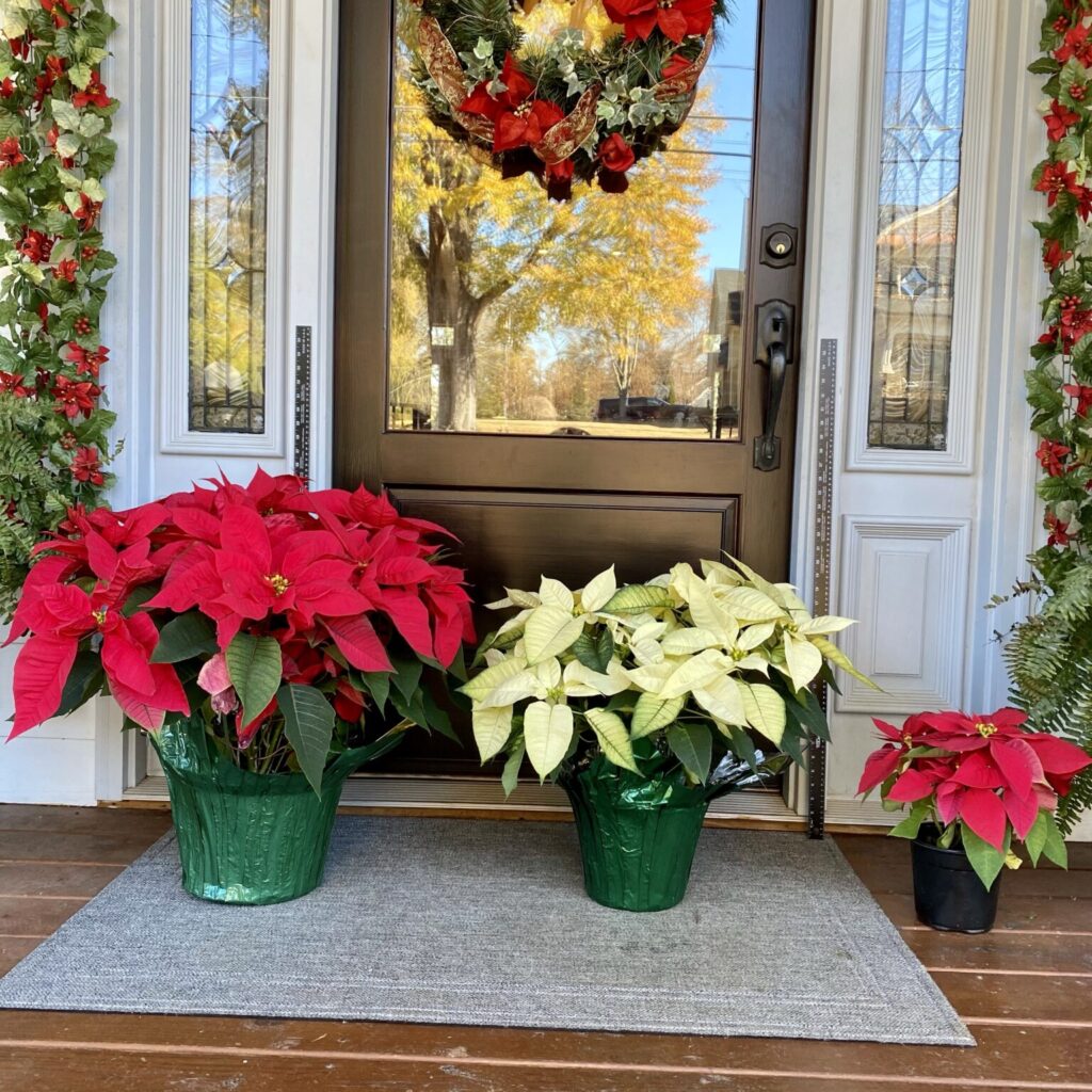Poinsettias for a Purpose